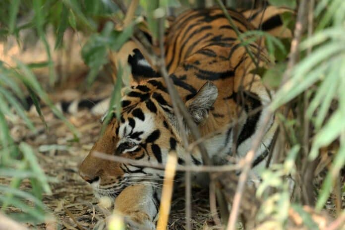 Madhya Pradesh Tourism