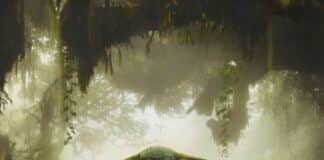 STAR WARS The Mandalorian and Grogu
