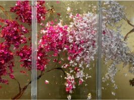 SAKURA by Lis Sam