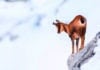Morzine : Une approche plus responsable du tourisme et de ses activités. Chamois_©LA_Communication