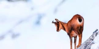Morzine : Une approche plus responsable du tourisme et de ses activités. Chamois_©LA_Communication