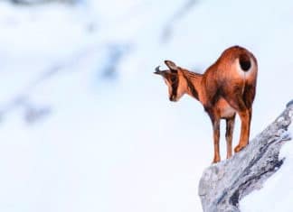Chamois_©LA_Communication