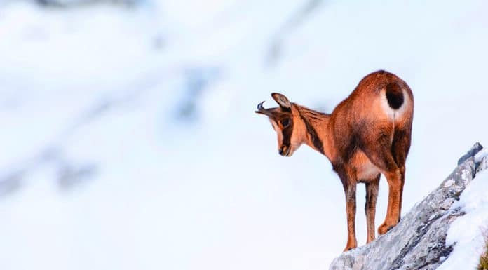 Morzine : Une approche plus responsable du tourisme et de ses activités. Chamois_©LA_Communication