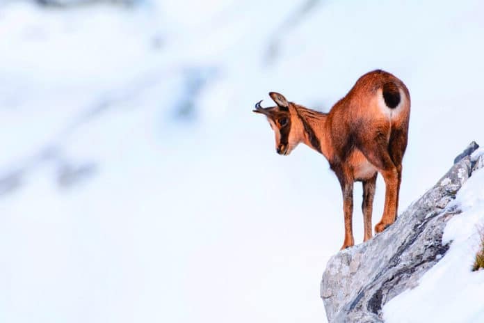 Chamois in the snow on the peaks of the National Park Picos de E Chamois_©LA_Communication