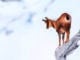 Morzine : Une approche plus responsable du tourisme et de ses activités. Chamois_©LA_Communication
