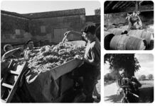 Robert Doisneau et Rémy Martin : regard sur le cognac Robert Doisneau à Cognac
