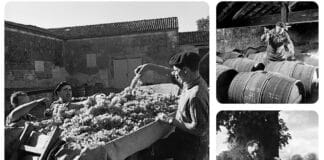 Robert Doisneau et Rémy Martin : regard sur le cognac Robert Doisneau à Cognac